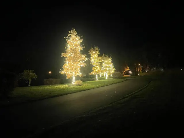 Trees wrapped in warm white Christmas lights beside a driveway