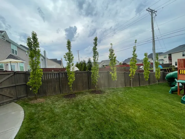 Upright trees planted along a backyard fence