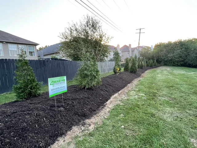 Freshly mulched evergreen planting bed