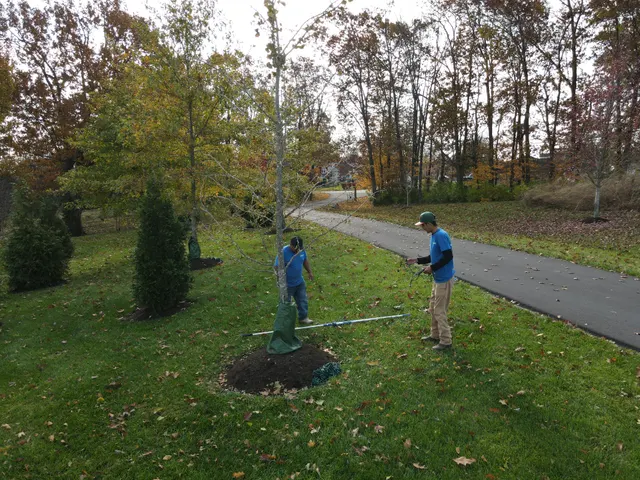 Crew working beside a tree in a front yard